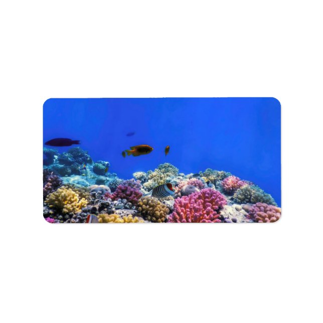 Underwater view of the coral reef, Tropical waters Label (Front)