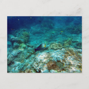 Underwater View Postcard