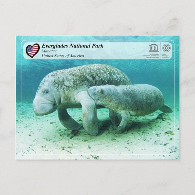 UNESCO WHS - Everglades National Park - Manatee Postcard (Front)