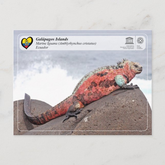 UNESCO WHS - Galápagos Islands - Marine Iguana Postcard (Front)