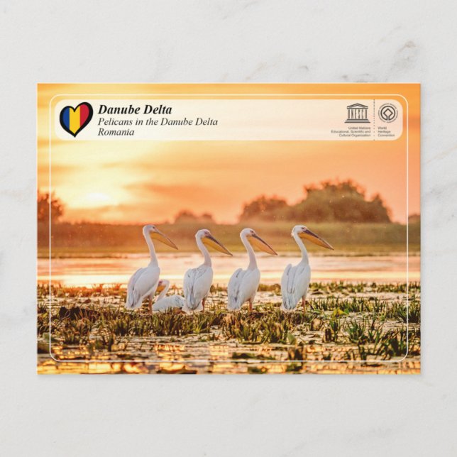 UNESCO WHS - Pelicans in the Danube Delta Postcard (Front)
