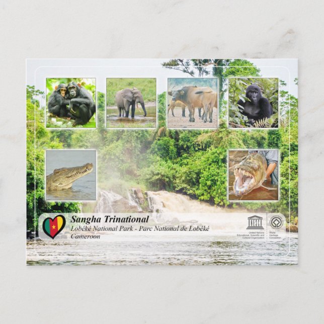 UNESCO WHS - Sangha Trinational - Lobéké Postcard (Front)