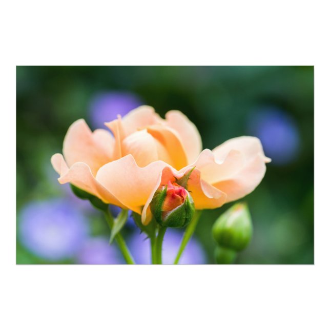 unfolding desire photo print (Front)