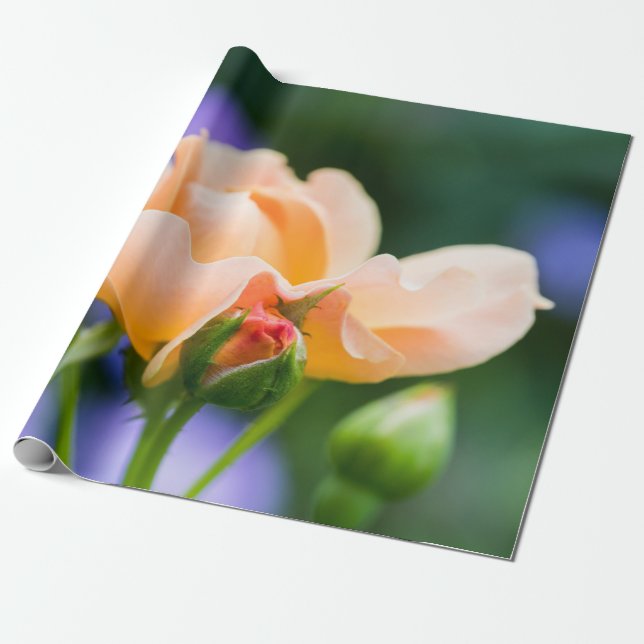 unfolding desire wrapping paper (Unrolled)