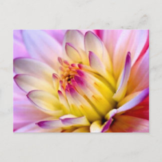 Unfolding Flower Postcard