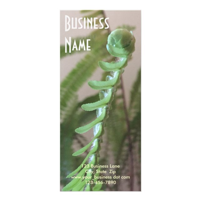 Unfurling Fern Frond Photograph Rack Card (Front)