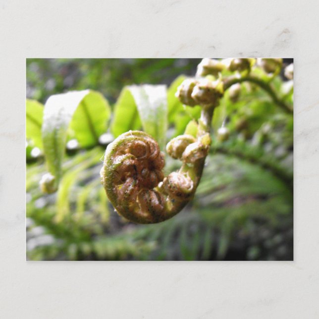 Unfurling Fern Frond Postcard (Front)