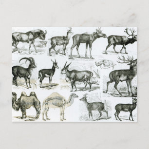 Ungalata or Hoofed Animals Postcard