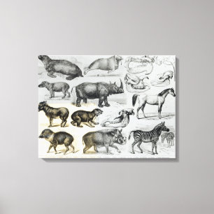 Ungulata or Hoofed Animals Canvas Print