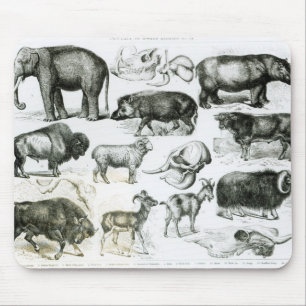 Ungulata or Hoofed Animals Mouse Pad