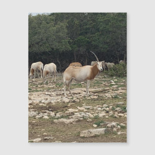 Unicorn Oryx Magnet