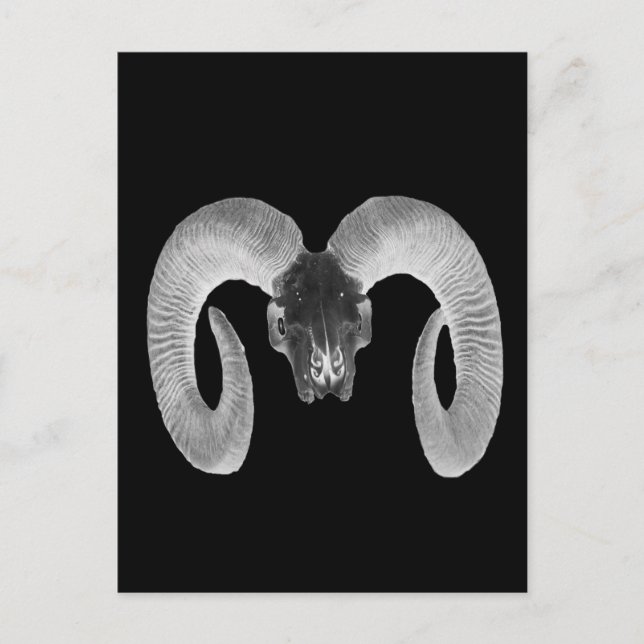 unique and handmade  goat skull postcard (Front)