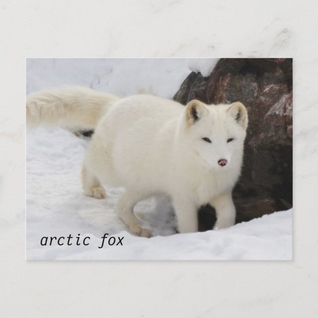 Unique Arctic Fox Postcard (Front)