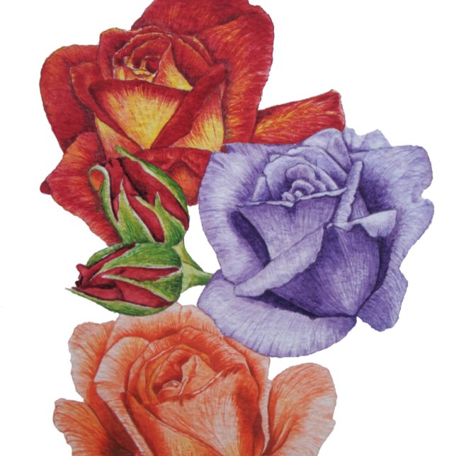 unique big and bold colourful rose flowers floral beach towel (Creator Uploaded)