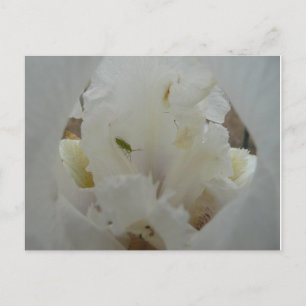 Unique Bug on an Iris Flower Postcard