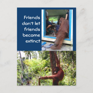 Unique Orangutan Photographs Postcard