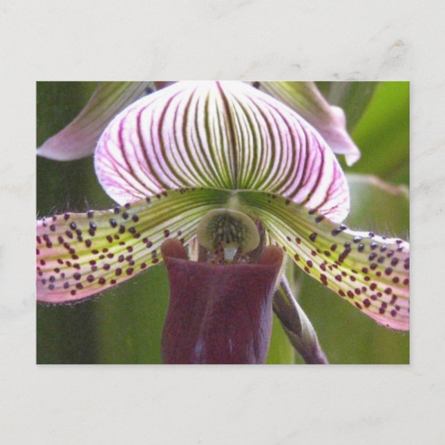 Unique Orchid Postcard (Front)