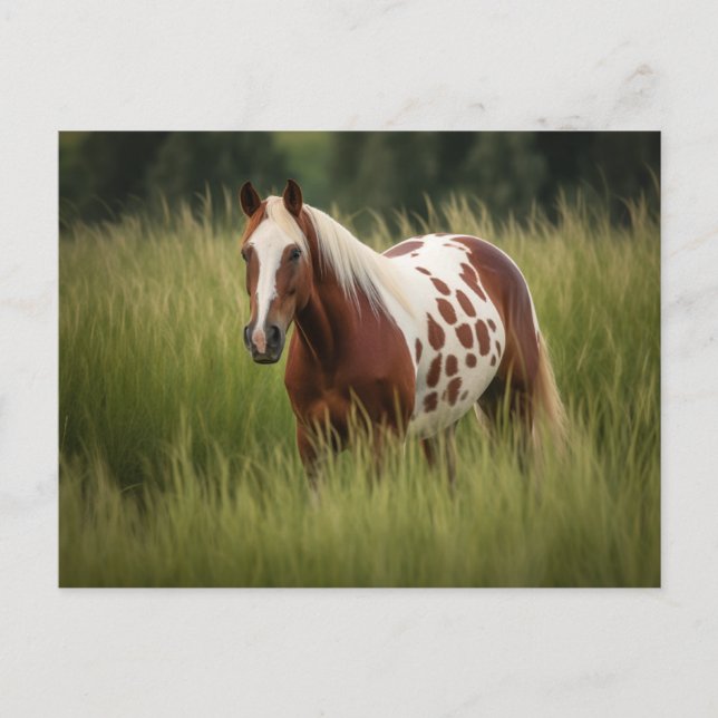 Unique Pinto Horse Postcard (Front)