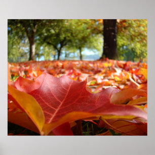 Unique Poster art prints Colourful Posters Autumn