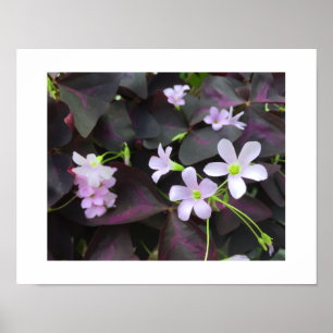 Unique Purple Shamrock Blooms Photograph Poster