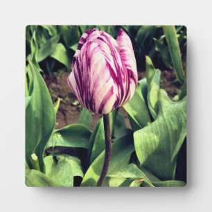 Unique Purple & White Stripe Tulip Plaque