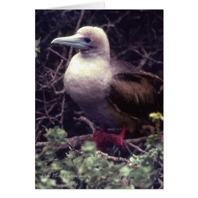 Unique Red-Footed Bird (Front)