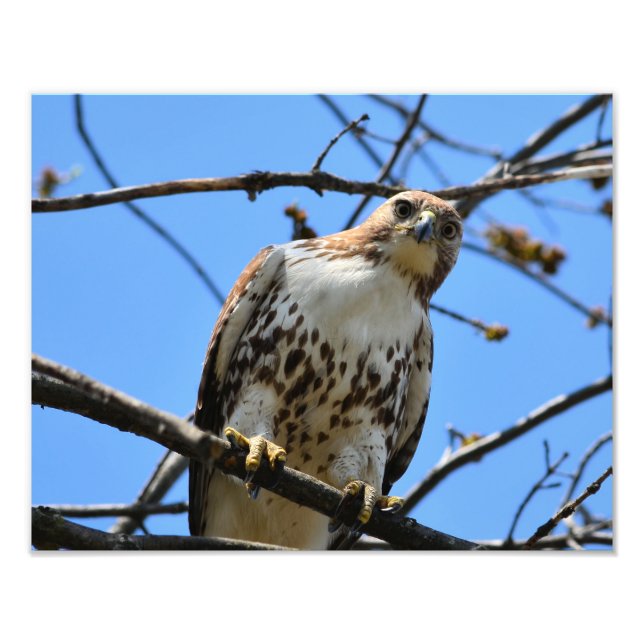 Unique Red-tailed Hawk Photograph (Front)