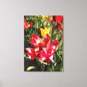 Unique Red & White Tulip Canvas Print
