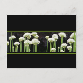 Unique Save The Date Postcards