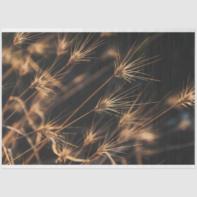 Unique Short Bursting Wild Grass Tissue Paper (Front)