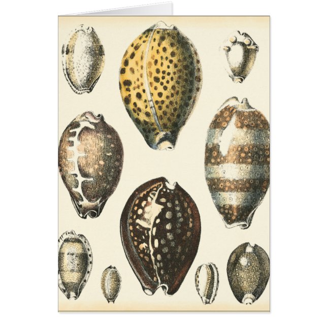 Uniquely Shaped Seashells (Front)