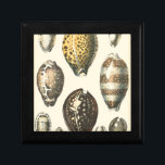 Uniquely Shaped Seashells Gift Box<br><div class="desc">Lay out on the warm sand and find the hidden treasures! This painting by Kobeit,  he captures the beautiful water life found ashore. Kobeit captures the a beautiful array of sepia toned seashells in a vintage tone. Get your beautiful ocean art today on your next Zazzle product.</div>