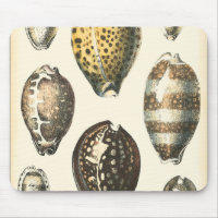 Uniquely Shaped Seashells