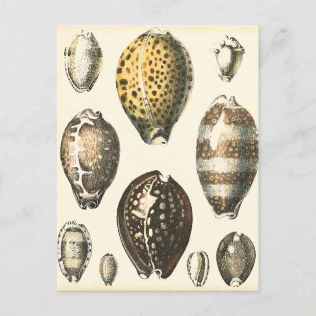 Uniquely Shaped Seashells Postcard (Front)