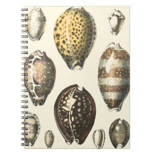 Uniquely Shaped Seashells Spiral Notebook