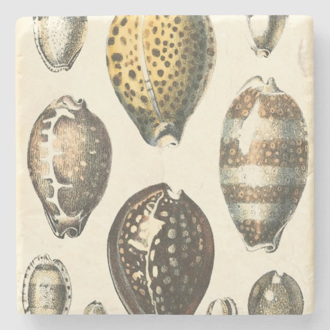 Uniquely Shaped Seashells Stone Coaster (Front)