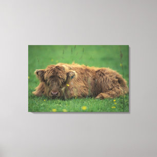 United Kingdom, Scotland. Highland calf Canvas Print
