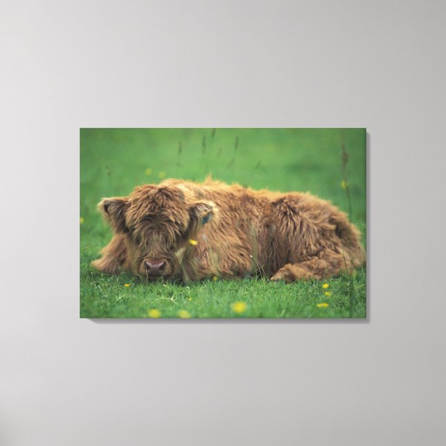 United Kingdom, Scotland. Highland calf Canvas Print (Front)