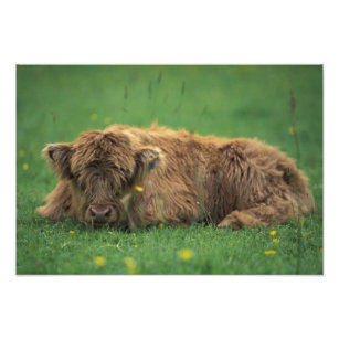 United Kingdom, Scotland. Highland calf Photo Print
