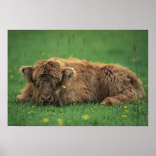 United Kingdom, Scotland. Highland calf Poster