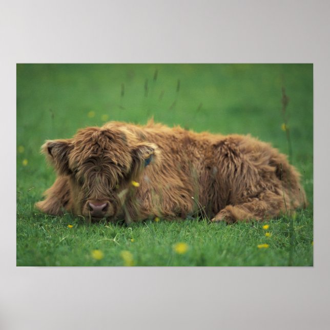 United Kingdom, Scotland. Highland calf Poster (Front)
