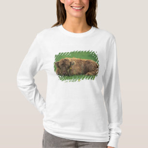 United Kingdom, Scotland. Highland calf T-Shirt