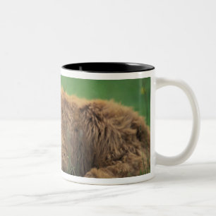 United Kingdom, Scotland. Highland calf Two-Tone Coffee Mug