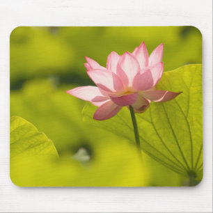 United States, DC, Washington, Kenilworth 2 Mouse Pad