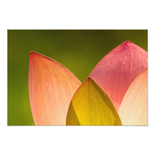 United States, DC, Washington, Kenilworth 2 Photo Print