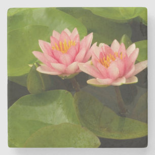 United States, DC, Washington, Kenilworth 4 Stone Coaster