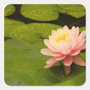 United States, Maryland, Westminster, Union Square Sticker