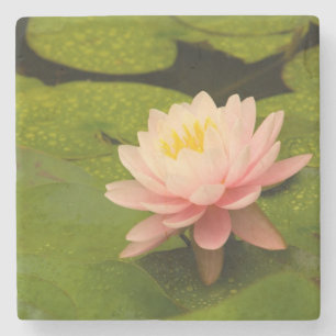 United States, Maryland, Westminster, Union Stone Coaster