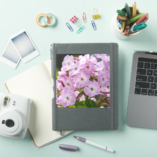 Unity Blossom – Pink Phlox