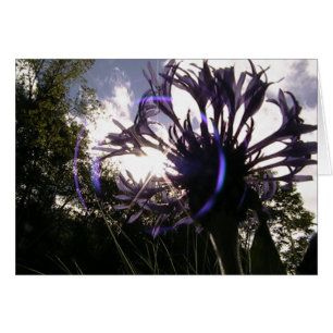 universal sun